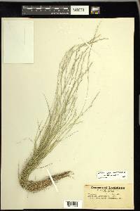 Aristida longespica image