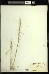 Aristida purpurascens image