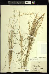 Aristida purpurea var. purpurea image