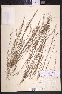 Aristida basiramea image