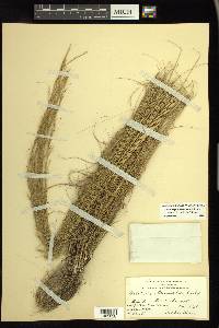 Aristida purpurascens image