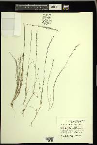 Aristida longespica image