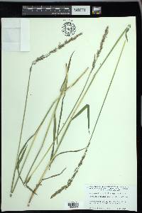 Arctagrostis latifolia image