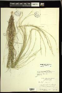 Aristida longespica image