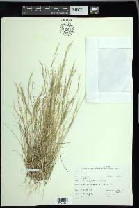 Aristida adscensionis image