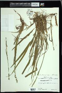 Arctagrostis latifolia subsp. arundinacea image