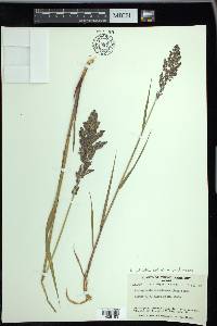 Arctagrostis latifolia subsp. arundinacea image