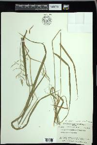 Arctagrostis latifolia subsp. arundinacea image