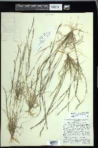 Aristida dichotoma image