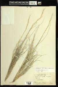 Aristida purpurea var. nealleyi image