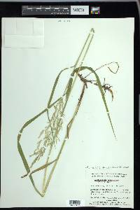 Arctagrostis latifolia image