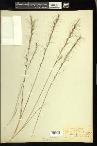 Aristida purpurascens image