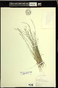 Aristida longespica image