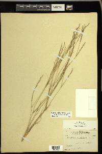 Aristida dichotoma image