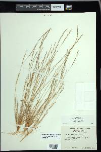 Aristida dichotoma image