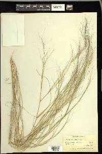 Aristida oligantha image