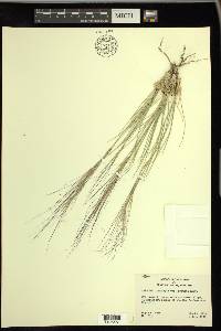 Aristida purpurea var. longiseta image