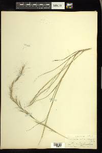 Aristida purpurascens image