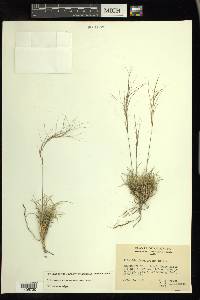 Aristida purpurea var. fendleriana image