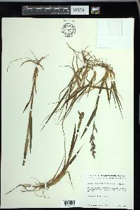 Arctagrostis latifolia image