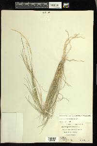 Aristida purpurea var. nealleyi image