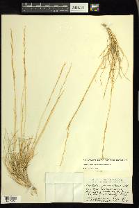 Aristida purpurea var. nealleyi image