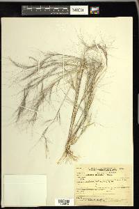 Aristida oligantha image