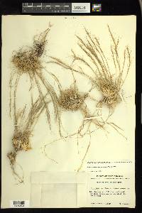 Aristida purpurea var. nealleyi image