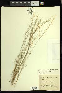 Aristida purpurea var. nealleyi image