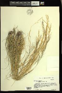 Aristida purpurea var. nealleyi image