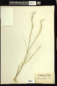 Aristida purpurascens image