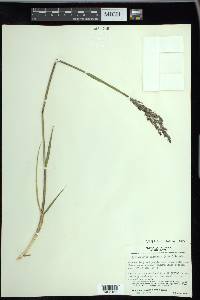 Arctagrostis latifolia image