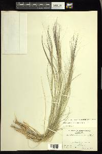 Aristida purpurea var. longiseta image