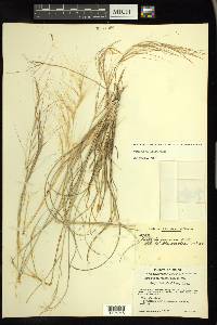 Aristida purpurea var. purpurea image