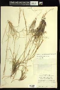 Aristida purpurea var. nealleyi image