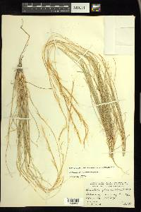 Aristida purpurea var. nealleyi image