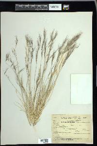 Aristida adscensionis image