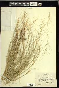 Aristida oligantha image