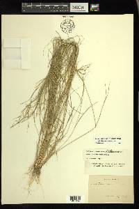 Aristida ramosissima image