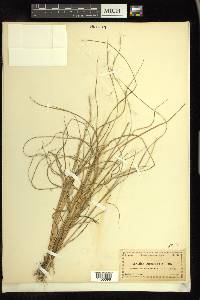 Aristida purpurascens image