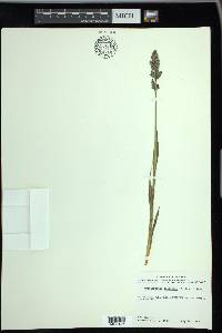 Arctagrostis latifolia image