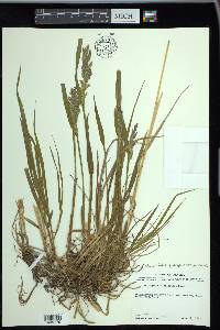 Arctagrostis latifolia subsp. arundinacea image