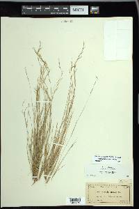 Aristida dichotoma image