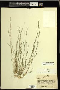 Aristida dichotoma image