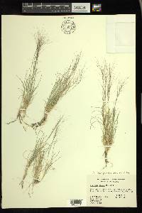 Aristida purpurea var. nealleyi image