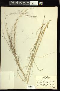 Aristida purpurascens image