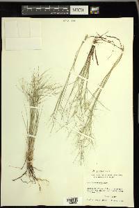 Aristida havardii image