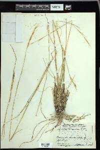 Aristida arizonica image