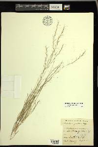 Aristida longespica image