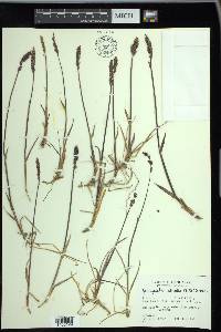 Arctagrostis latifolia image